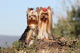 YORKSHIRE TERRIER 168